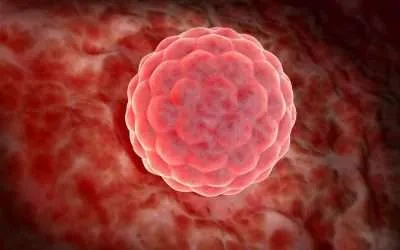 El asombroso desarrollo axial del embrión: descubre un viaje de transformación increíble que comienza mucho antes de lo que imaginas